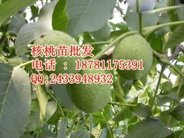 农副产品加工批发 选择可靠厂家与精准供应信息的综合指南