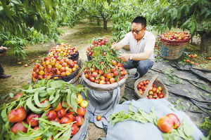 邓楼果园直供 当季油桃的甜蜜与农批直销新机遇